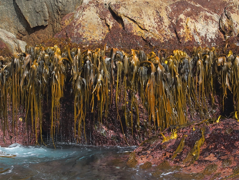 The Snares 2220 m Coastal Kelp